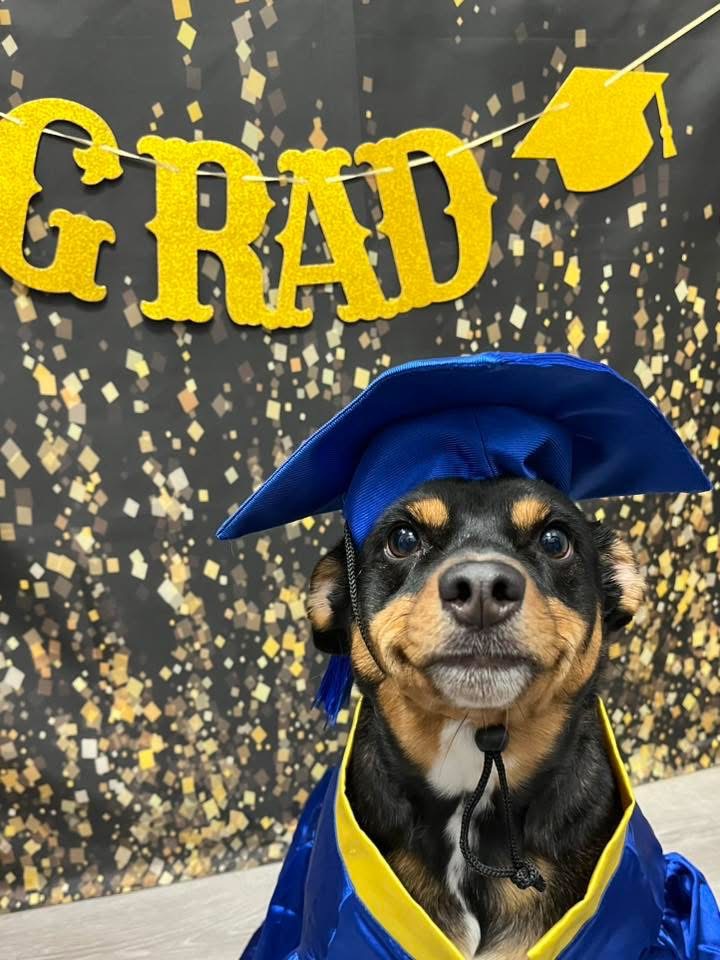 Kirby wearing a blue graduation cap and gown in front of a gold confetti backdrop.