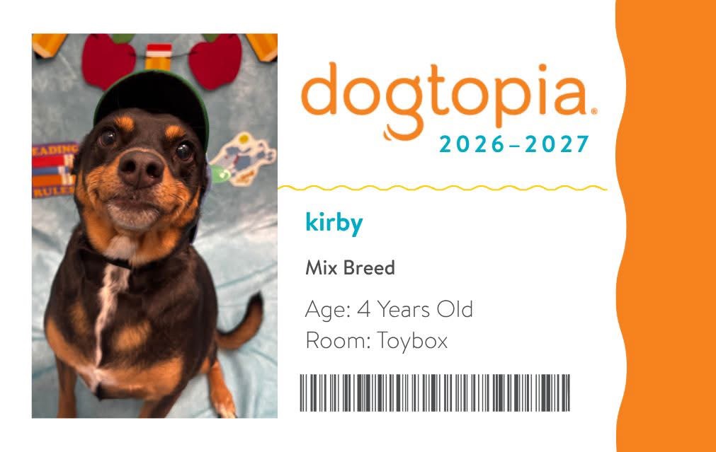 Kirby's Dogtopia identification card for 2026 to 2027, listing her as a mix breed, four years old, in the Toybox room, with a photo of her in a baseball cap.