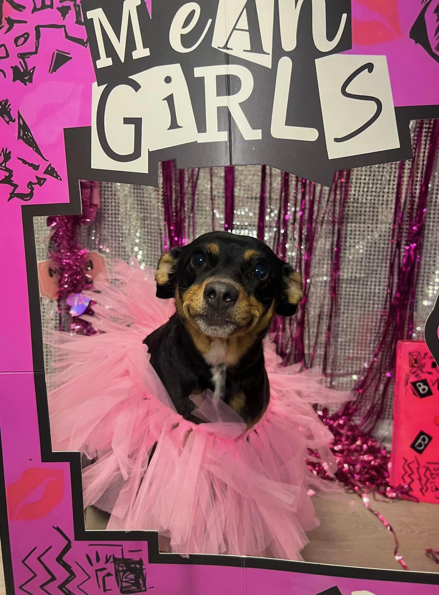 Kirby in a pink tutu against a Mean Girls backdrop.