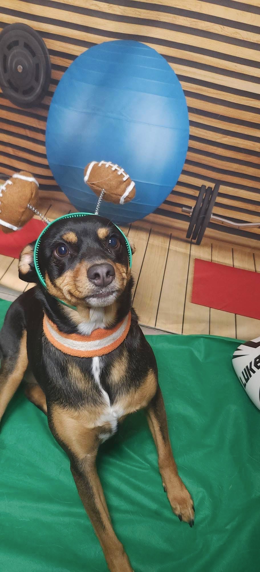 Kirby in a green headband with two felt footballs on springs and an orange sweatband collar, lying on green astroturf in front of a printed gym backdrop with a blue exercise ball.