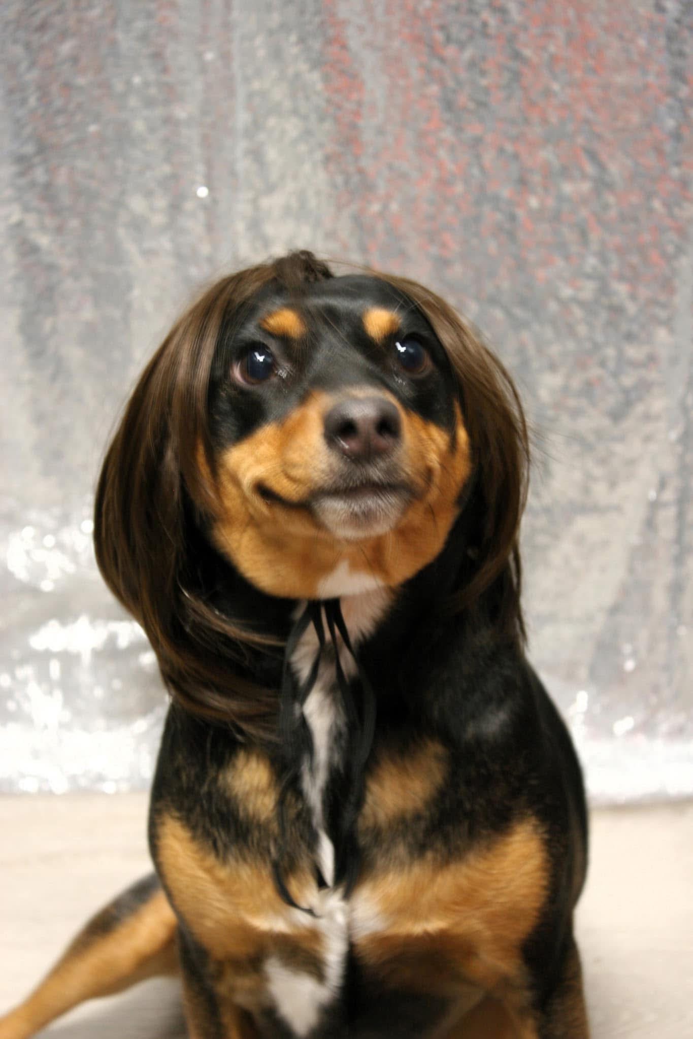 A close portrait of Kirby.