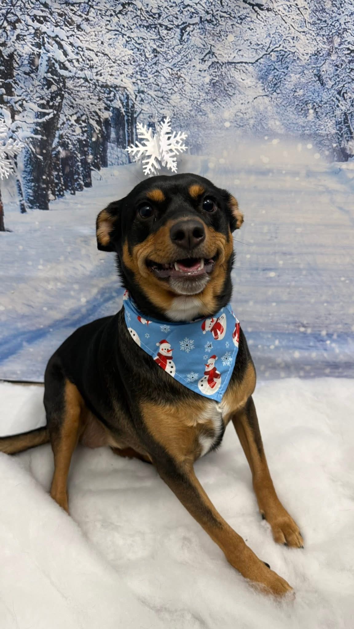 Kirby in a snowman bandana, smiling, lying in fake snow beneath a hanging paper snowflake in front of a printed winter forest backdrop.