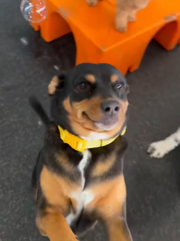 Kirby in a yellow collar, smiling up at the camera on the playroom floor with bubbles drifting past an orange step.