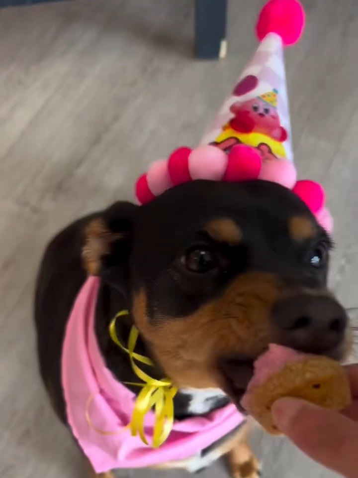 Kirby in her party hat and pink bandana, taking a pupcake from a hand.